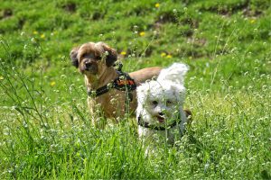Hüttenurlaub mit Hund in Österreich