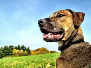 Hüttenurlaub mit Hund in Bayern