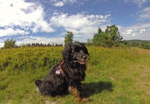 Hüttenurlaub mit Hund in der Schweiz