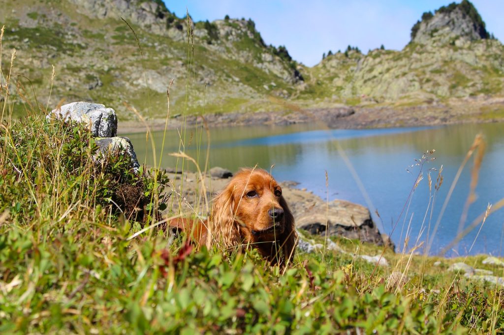 Wandern mit dem Hund